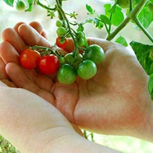 50 Tiny Tim Tomato Seeds - Patio Tomato, Dwarf Heirloom, Cherry Tomato - by RDR Seeds