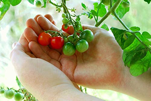 50 Tiny Tim Tomato Seeds - Patio Tomato, Dwarf Heirloom, Cherry Tomato - by RDR Seeds