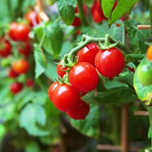 50 Tiny Tim Tomato Seeds - Patio Tomato, Dwarf Heirloom, Cherry Tomato - by RDR Seeds