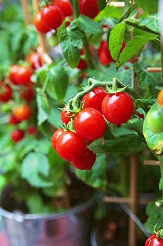 50 Tiny Tim Tomato Seeds - Patio Tomato, Dwarf Heirloom, Cherry Tomato - by RDR Seeds