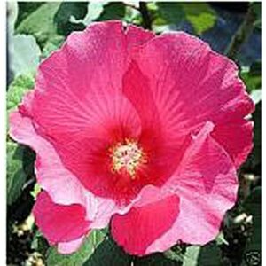 confederate rose flowers seeds (20+ seeds) | non gmo | vegetable fruit herb flower seeds for planting | home garden greenhouse pack