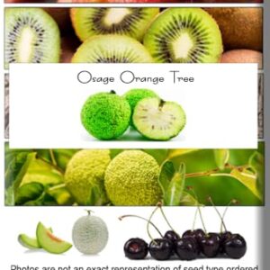 Osage Orange Tree, 30+ Premium Heirloom Seeds, Exotic & Rare, 60-80% Germination Rates, (Isla's Garden Seeds), Non GMO Seeds
