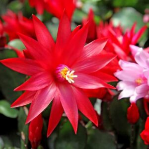red easter cactus live plant rooted rhipsalidopsis hatiora flower plant 3-4 inc planting ornaments perennial garden grow pot gifts