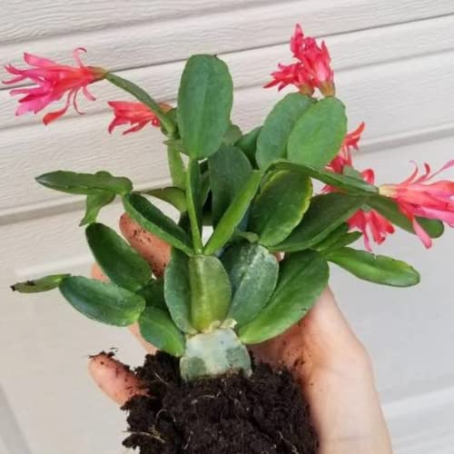 Red Easter Cactus Live Plant Rooted Rhipsalidopsis Hatiora Flower Plant 3-4 Inc Planting Ornaments Perennial Garden Grow Pot Gifts