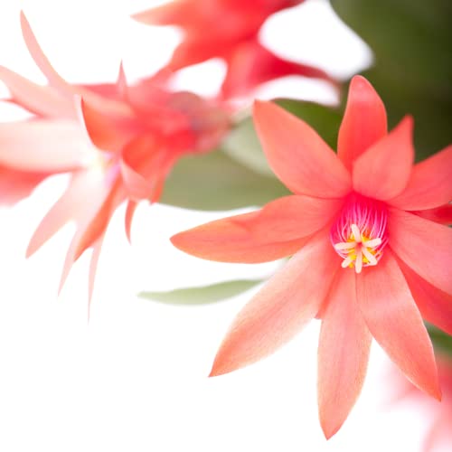 Red Easter Cactus Live Plant Rooted Rhipsalidopsis Hatiora Flower Plant 3-4 Inc Planting Ornaments Perennial Garden Grow Pot Gifts