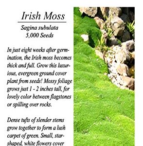 IRISH MOSS SEEDS, Sagina subulata, Heath Pearlwort, Perfect In Garden, Lawn Substitue or In-Between Stones, Groundcover Heath Pearlwort, Zones 4-10 - By MySeeds.Co (10000 Seeds)