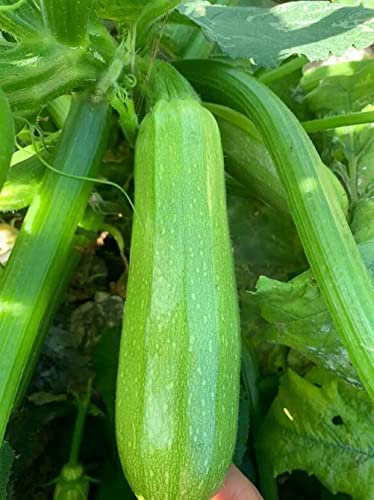 Planting 1 Individual Packets - 3g Zucchini Seeds for Your Non GMO Heirloom Vegetable Garden (Zucchini)