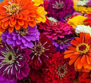 california giant zinnia seeds for planting | 50 zinnia seeds to plant in your outdoor garden | non-gmo heirloom annual flower seeds | buy in bulk | multi-color (1 pack)
