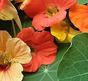 "Mixed Blend" Nasturtium Flower Seeds for Planting, 50+ Flower Seeds Per Packet, (Isla's Garden Seeds), Non GMO & Heirloom Seeds, Botanical Name: Tropaeolum majus, Great Home Garden Gift