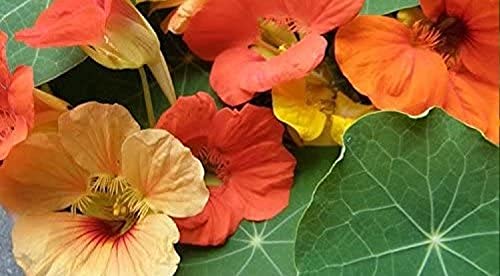 "Mixed Blend" Nasturtium Flower Seeds for Planting, 50+ Flower Seeds Per Packet, (Isla's Garden Seeds), Non GMO & Heirloom Seeds, Botanical Name: Tropaeolum majus, Great Home Garden Gift