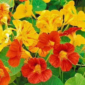 "Mixed Blend" Nasturtium Flower Seeds for Planting, 50+ Flower Seeds Per Packet, (Isla's Garden Seeds), Non GMO & Heirloom Seeds, Botanical Name: Tropaeolum majus, Great Home Garden Gift