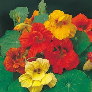 "Mixed Blend" Nasturtium Flower Seeds for Planting, 50+ Flower Seeds Per Packet, (Isla's Garden Seeds), Non GMO & Heirloom Seeds, Botanical Name: Tropaeolum majus, Great Home Garden Gift