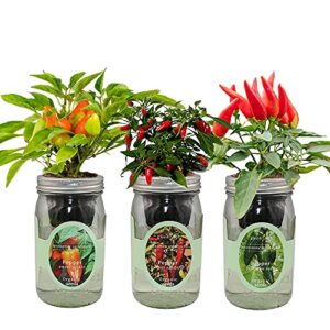 environet hydroponic mason jar indoor garden organic seed starter kits – pepper trio garden growing kits, gardening gift (sweet nardello pepper, jalapeño early pepper, sweet pickle pepper)
