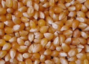david’s garden seeds popcorn south american fba-6732 (yellow) 100 non-gmo, heirloom seeds