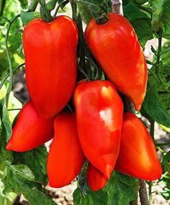 unique pepper-look tomato vegetable garden seeds for planting about 40 seeds