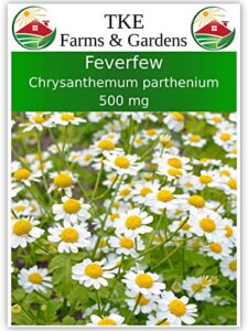 tke farms – feverfew seeds for planting, 500 mg ~ 3000 seeds, chrysanthemum parthenium