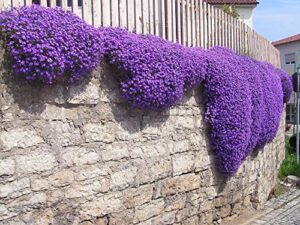 250 aubrieta seeds – cascade purple flower seeds, perennial, deer resistant !