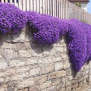 250 Aubrieta Seeds - Cascade Purple Flower Seeds, Perennial, Deer Resistant !