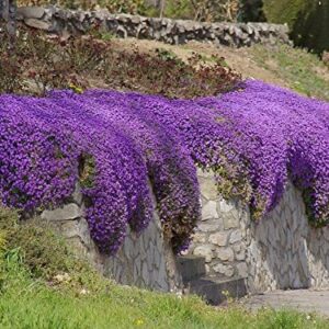 250 Aubrieta Seeds - Cascade Purple Flower Seeds, Perennial, Deer Resistant !