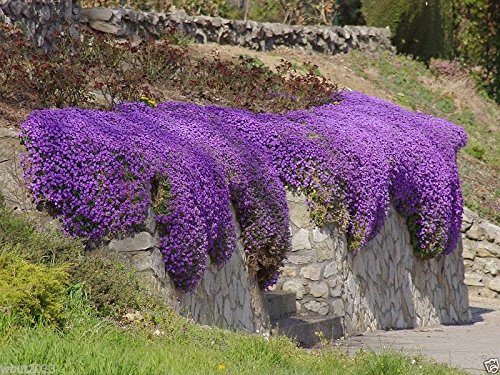 250 Aubrieta Seeds - Cascade Purple Flower Seeds, Perennial, Deer Resistant !