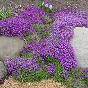 250 Aubrieta Seeds - Cascade Purple Flower Seeds, Perennial, Deer Resistant !