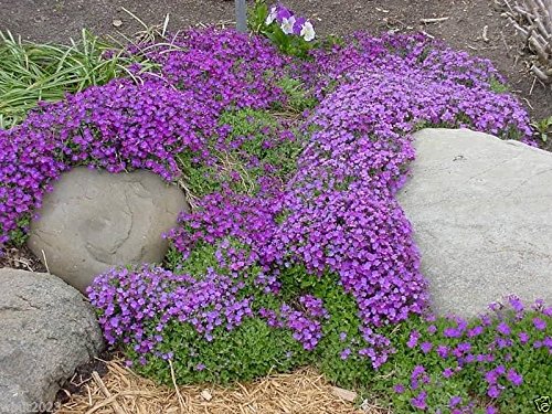 250 Aubrieta Seeds - Cascade Purple Flower Seeds, Perennial, Deer Resistant !