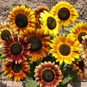 outsidepride sunflower autumn beauty garden cut flower & border plant – 1 lb
