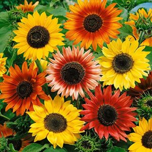 Outsidepride Sunflower Autumn Beauty Garden Cut Flower & Border Plant - 1 LB