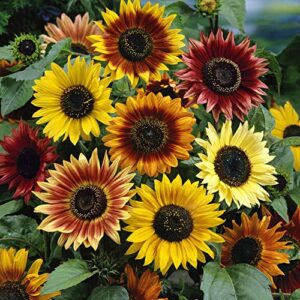 Outsidepride Sunflower Autumn Beauty Garden Cut Flower & Border Plant - 1 LB