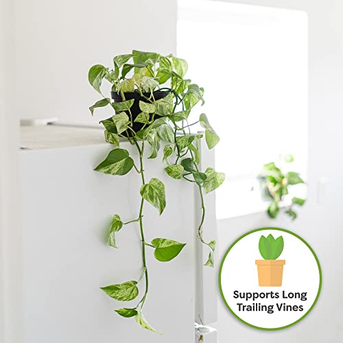Perfect Plants Organic Pothos Soil | Horticultural Potting Mix for All Indoor Potted Pothos | Grow Healthy houseplants Indoors (4qts.)