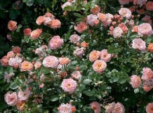 (1) – apricot drift® groundcover rose – starter plug (xl) (1 live plant)