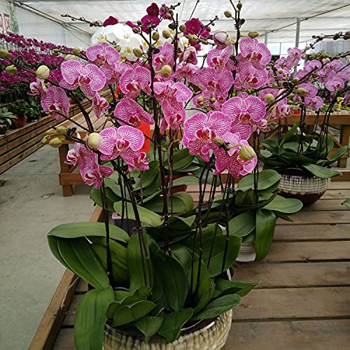 200 pcs Fresh Phalaenopsis Orchid Garden Flower Seeds for Planting Mixed