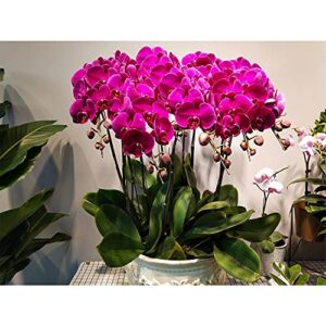 200 pcs Fresh Phalaenopsis Orchid Garden Flower Seeds for Planting Mixed