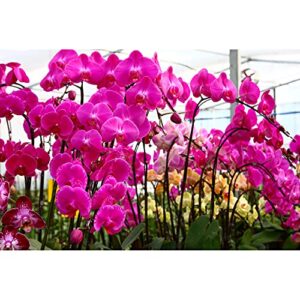 200 pcs Fresh Phalaenopsis Orchid Garden Flower Seeds for Planting Mixed