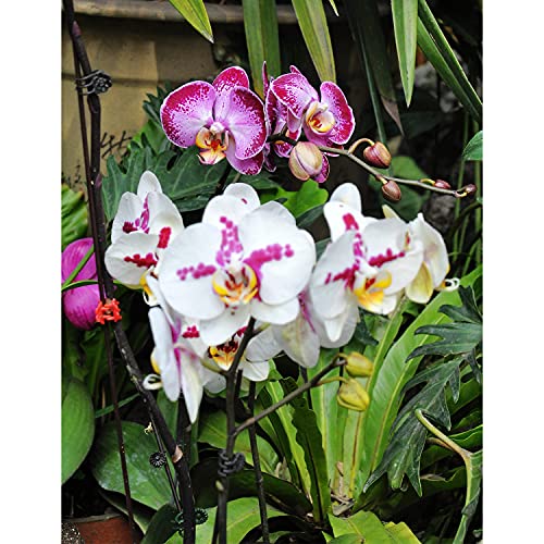 200 pcs Fresh Phalaenopsis Orchid Garden Flower Seeds for Planting Mixed