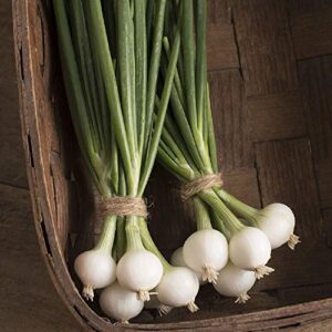 david’s garden seeds bunching onion pompeii fba-00100 (white) 200 non-gmo, heirloom seeds