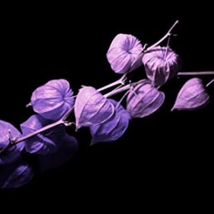 Purple Chinese Lantern Seeds for Planting - 50 Seeds - Exotic Garden Seeds - Ships from Iowa, USA