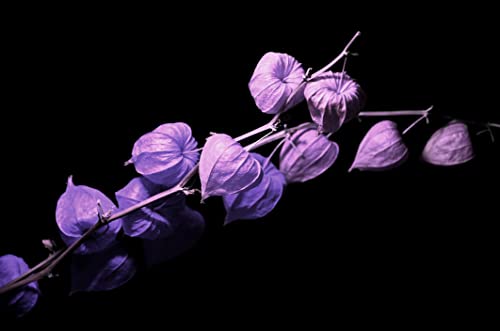 Purple Chinese Lantern Seeds for Planting - 50 Seeds - Exotic Garden Seeds - Ships from Iowa, USA