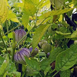 Purple Chinese Lantern Seeds for Planting - 50 Seeds - Exotic Garden Seeds - Ships from Iowa, USA