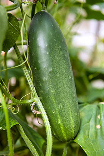 "Straight Eight" Cucumber Seeds for Planting, 150+ Heirloom Seeds Per Packet, (Isla's Garden Seeds), Non GMO Seeds, Botanical Name: Cucumis Sativis, 90% Germination Rate