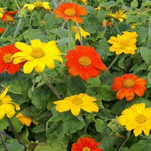 outsidepride orange tithonia mexican sunflower garden cut flowers & climbing, vining plant mix – 500 seeds