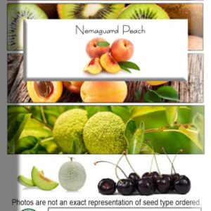 Nemaguard Peach Fruit Tree Seeds, 3 Seeds Per Packet, (Isla's Garden Seeds), Non GMO & Heirloom Seeds, Botanical Name: Prunus persica x P. davidiana