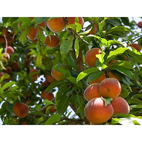 Nemaguard Peach Fruit Tree Seeds, 3 Seeds Per Packet, (Isla's Garden Seeds), Non GMO & Heirloom Seeds, Botanical Name: Prunus persica x P. davidiana