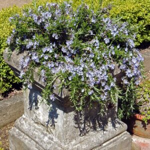 Outsidepride Perennial Rosemary Ground Cover & Herb Garden Plant for Hot, Dry Conditions - 2000 Seeds