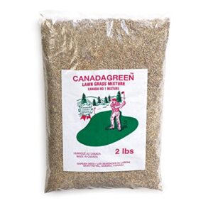 canada green grass lawn seed – grows healthy rich green grass lawn seed plants yard garden 2 pound bag
