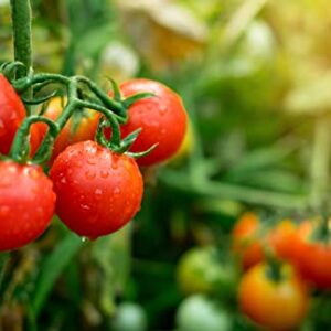 Large Red Cherry Tomato Seeds for Planting, 500+ Heirloom Seeds Per Packet, (Isla's Garden Seeds), Sweet, Non GMO Seeds, Botanical Name: Solanum lycopersicum, Great Home Garden Gift
