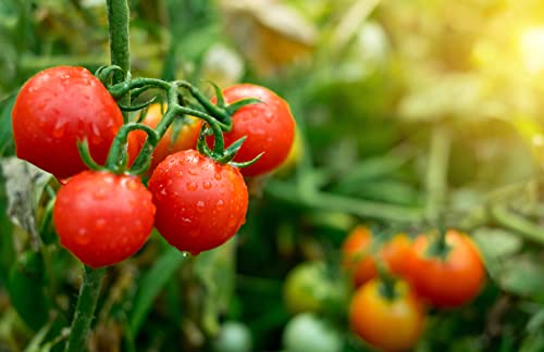 Large Red Cherry Tomato Seeds for Planting, 500+ Heirloom Seeds Per Packet, (Isla's Garden Seeds), Sweet, Non GMO Seeds, Botanical Name: Solanum lycopersicum, Great Home Garden Gift