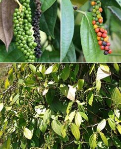 30+ piper nigrum black pepper seeds fragrant herbs spice garden plants bonsai