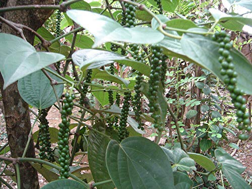 30+ Piper Nigrum Black Pepper Seeds Fragrant Herbs Spice Garden Plants Bonsai