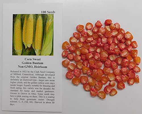 David's Garden Seeds Corn Sweet Golden Bantam FBA-6113 (Yellow) 100 Non-GMO, Heirloom Seeds